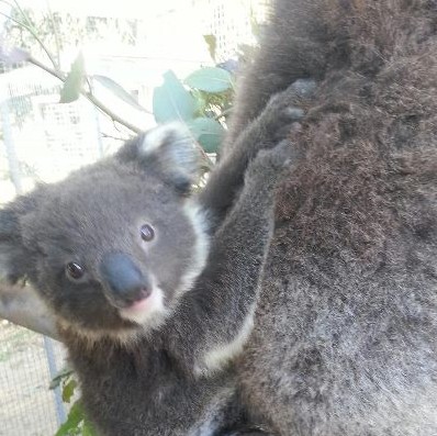 West Oz Wildlife Petting Zoos