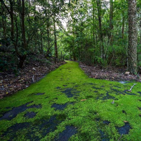 Booderee National Park: Green Patch Camping Area