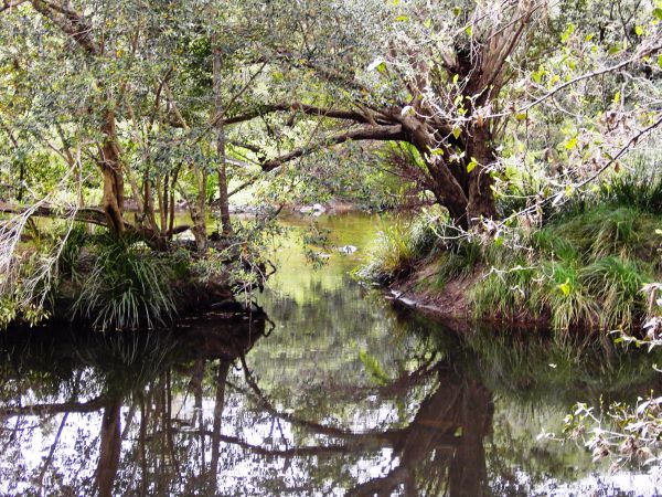 Water Gums Retreat