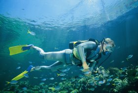 Kirra Reef Dive Site