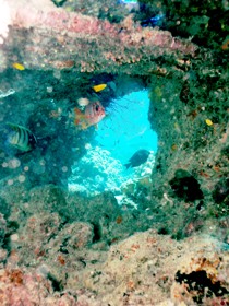 Michaelmas Cay Dive Site