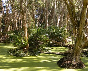 Arkarra Lagoons and Tea Gardens