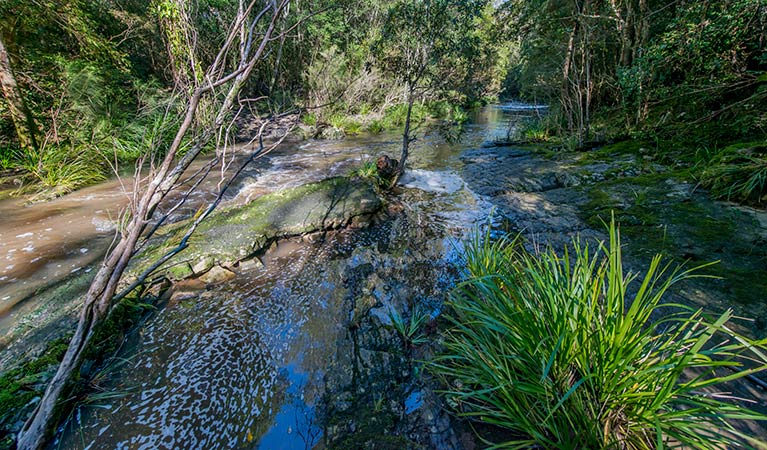 Dawson River walking track