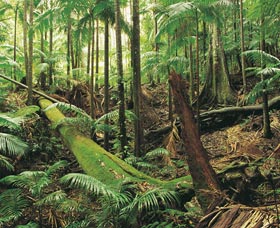 Wollumbin-Mount Warning National Park