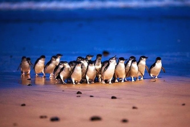 Private Tour: Phillip Island Full-Day Penguins PLUS