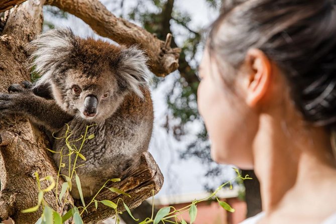 Adelaide Zoo Behind the Scenes Experience: Koala Encounter