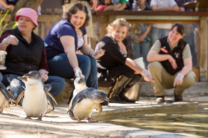Adelaide Zoo Behind the Scenes Experience: Penguins in Person