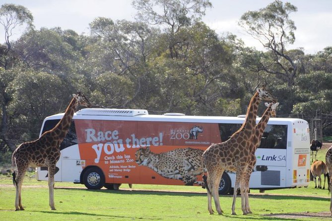 Monarto Safari Park Bus transfers from Adelaide City