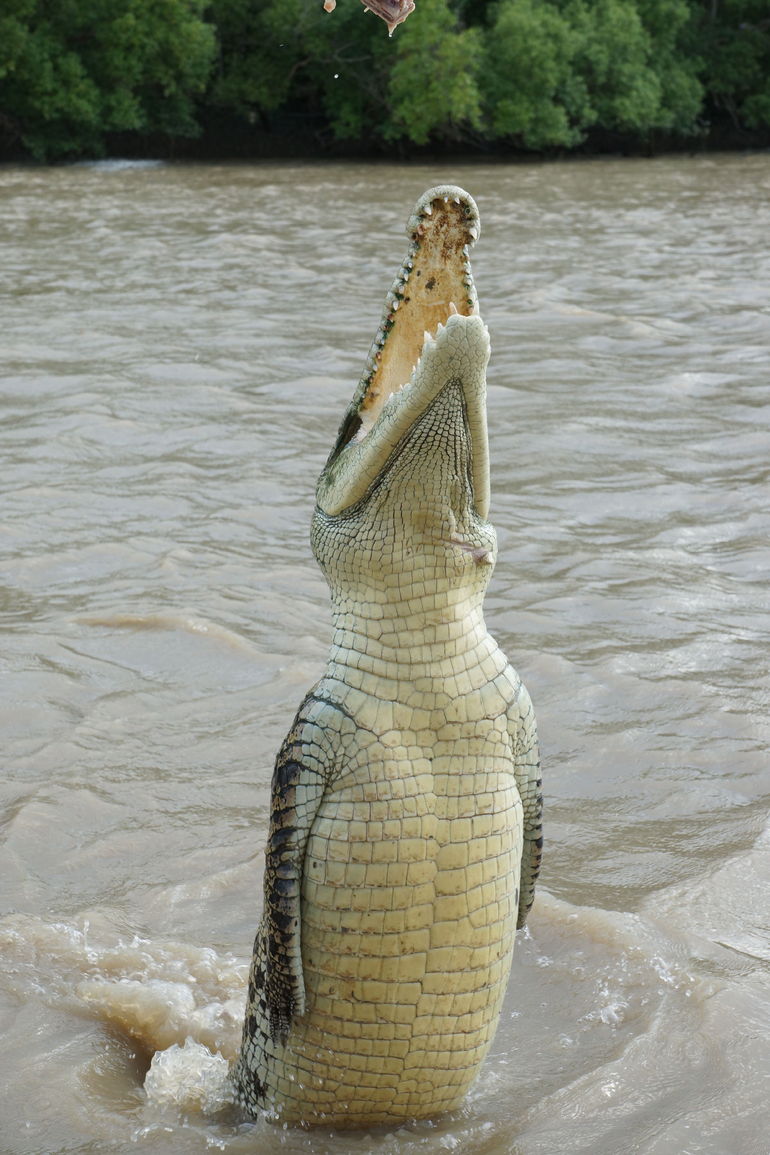 Darwin Jumping Crocodiles Cruise on Adelaide River