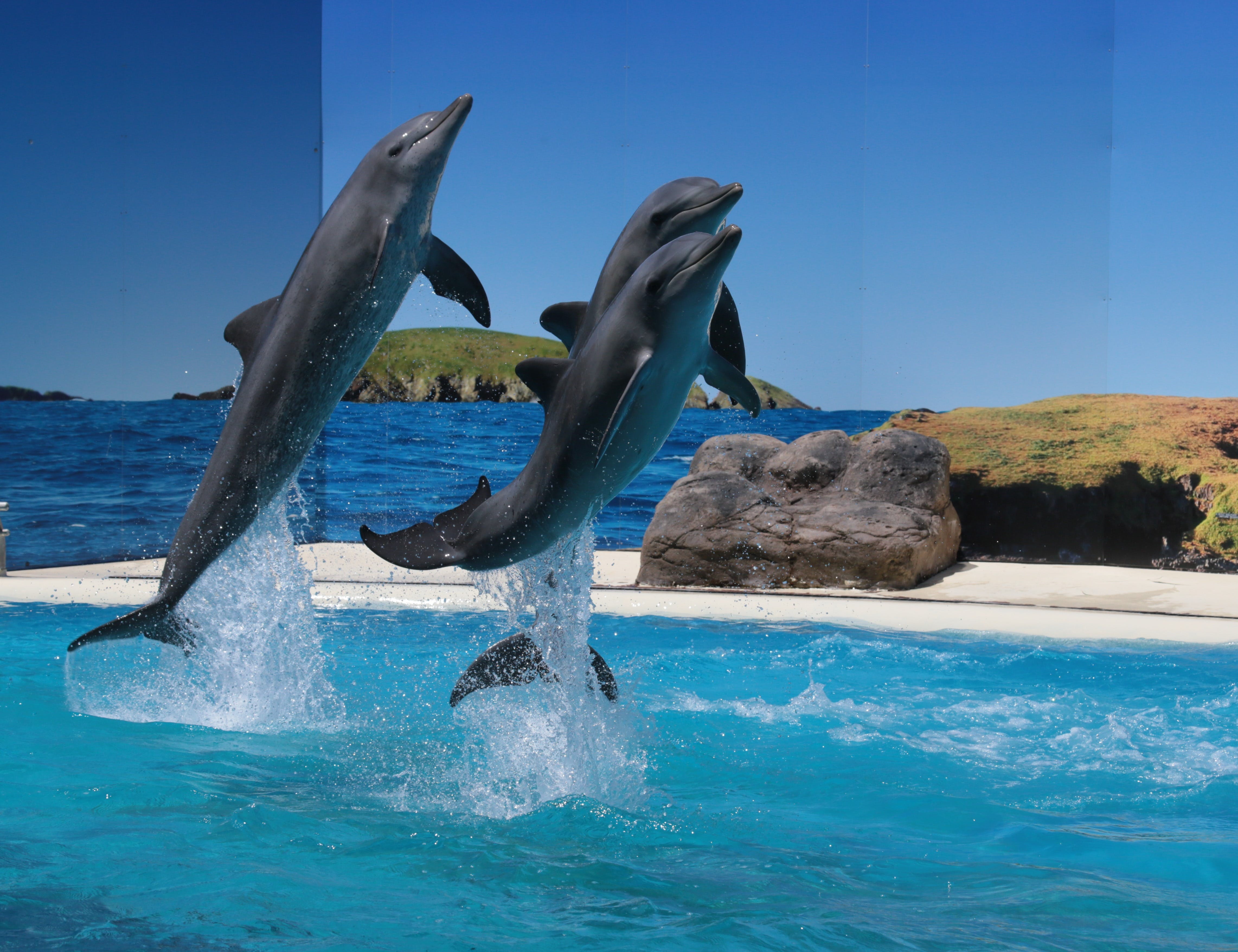 Dolphin Marine Conservation Park