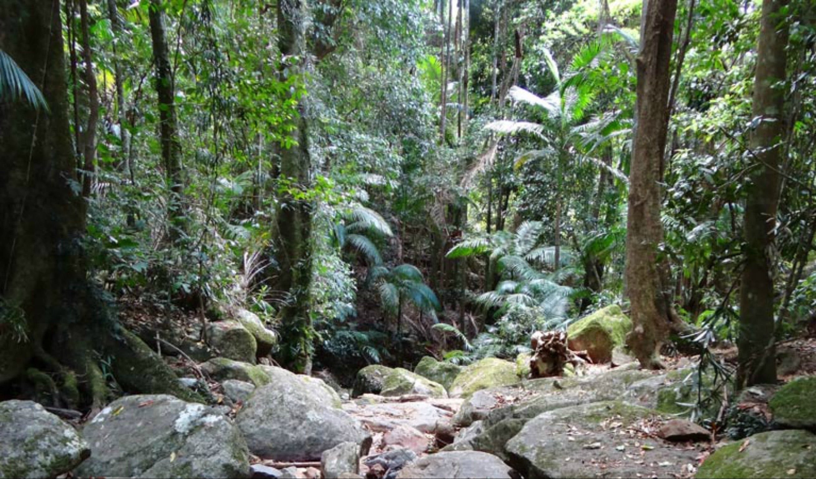 Lyrebird track