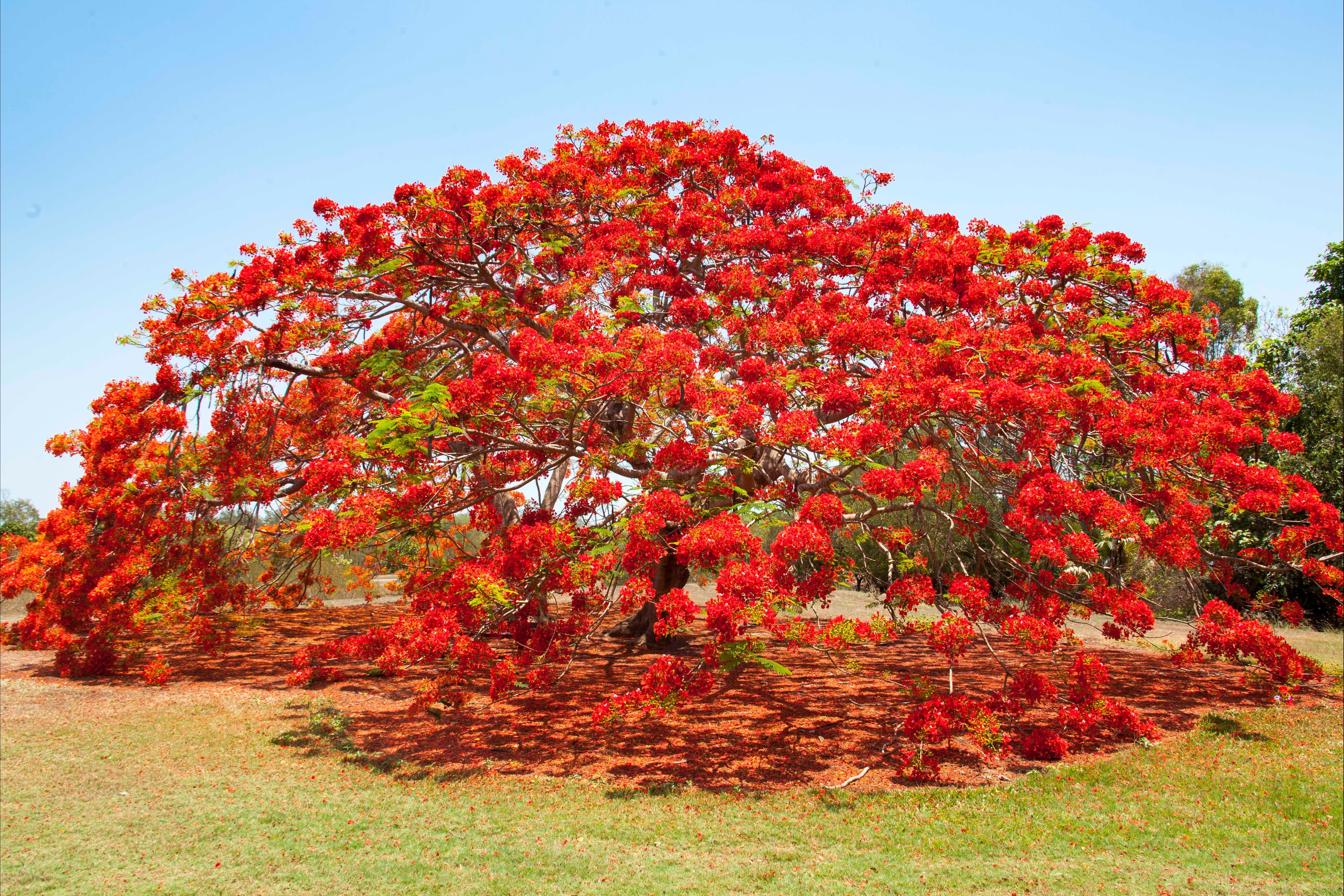 George Brown Darwin Botanic Gardens