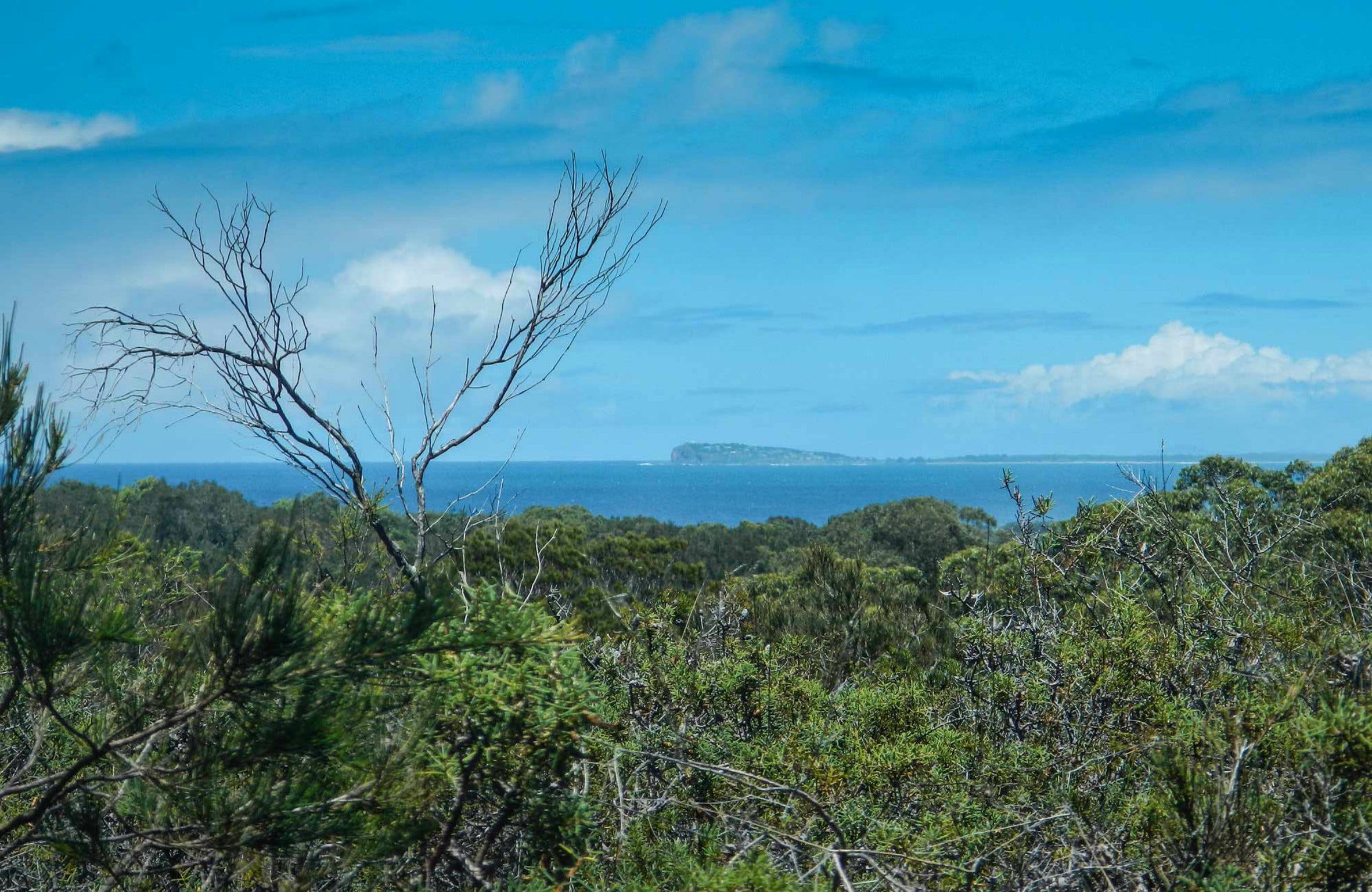 Forest Walking Track, Crowdy Bay National Park