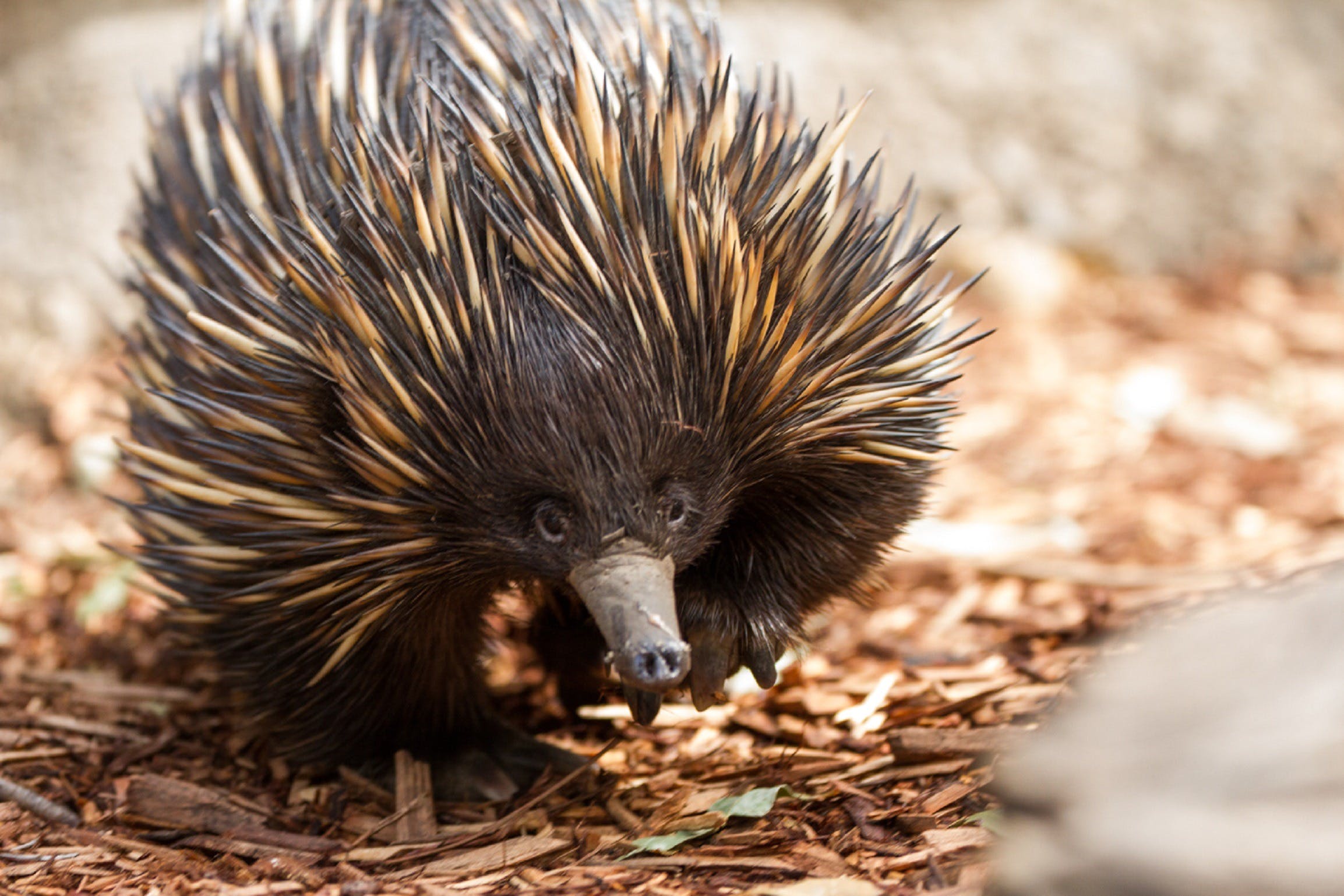 Aussie Wildlife Course - July/August/September